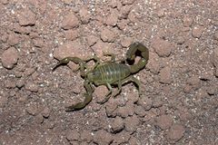 Lemmikkimessuilla on esittelyssä mm. skorpioneja. Kuvassa Androctonus amoreuxi.