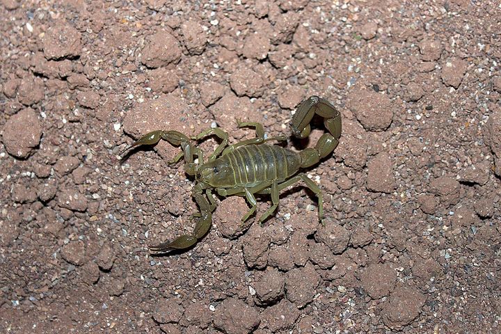 Lemmikkimessuilla on esittelyssä mm. skorpioneja. Kuvassa Androctonus amoreuxi.