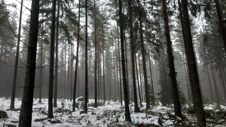 Kuva: Alue Uutelassa harvennustyön jälkeen tammikuussa. Vesa Koskikallio / Helsingin kaupunki