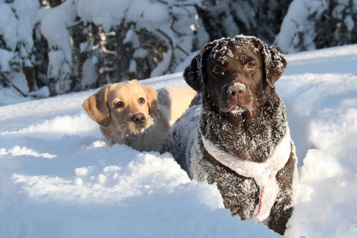 Labradorinnoutaja on Suomen ylivoimaisesti suosituin rotu. Kuva, Anu Brunila-Kovanen.