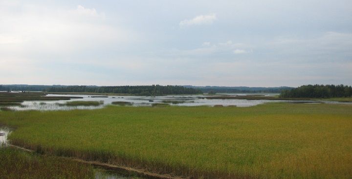 Näkymä Putkilahden lintutornilta. Järven pohjoisosaa hallitsevat laajat ruovikot ja kaislikot. Kuva: Etelä-Savon ELY-keskus. Vapaa julkaistavaksi.