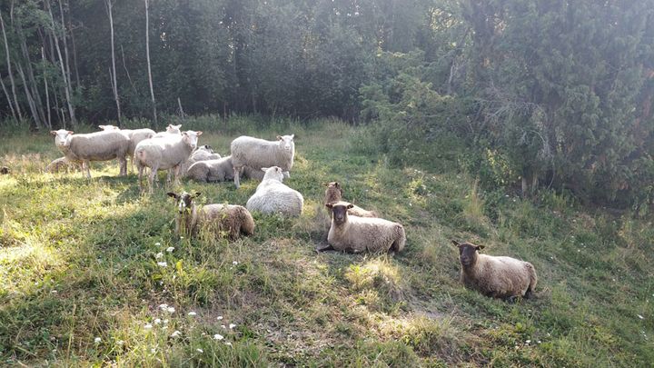 Helmi-ohjelmassa on kunnostettu etenkin lammaslaitumia. Kuva: Suvi Järvenpää / Pirkanmaan ELY-keskus.