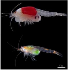 Kuvassa ylhäällä punapäinen Heteromysis harpaxoides ja alla tieteelle kuvattu uusi laji Heteromysis ningaloo -massiainen (photo: Arthur Anker)