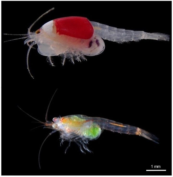 Kuvassa ylhäällä punapäinen Heteromysis harpaxoides ja alla tieteelle kuvattu uusi laji Heteromysis ningaloo -massiainen (photo: Arthur Anker)
