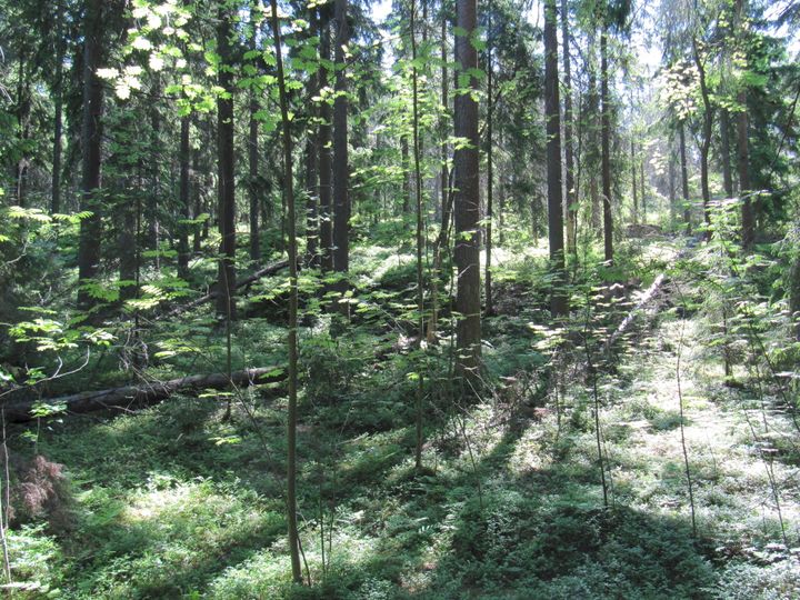 Metsä, jossa on vähän maapuuta (Kuva: Kaisa Hauru)