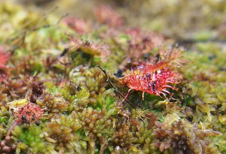 Pyöreälehtikihokki, lehden halkaisija n. 1 cm (kuva: Mikael Lindholm)
