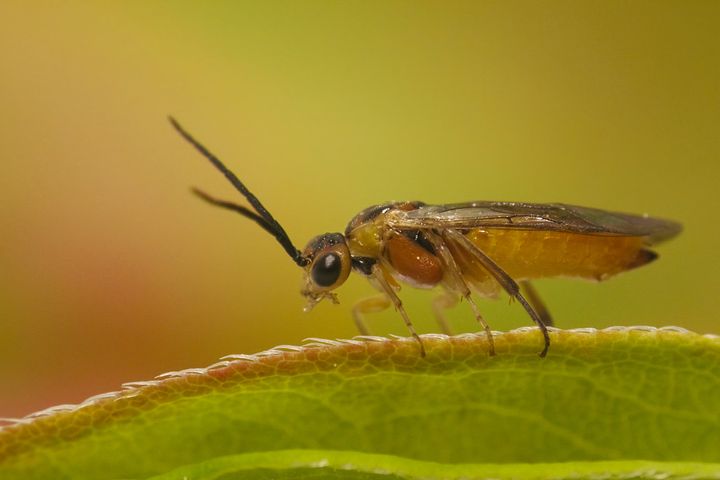 Uuden hyönteisen nimeksi on tulossa atsaleavarviainen tai atsaleapistiäinen. Hyönteinen aikuisena. Kuva Miikka Friman.