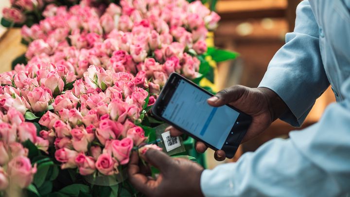 Reilun kaupan kukkatyöntekijä tekemässä laadunvalvontaa kenialaisella kukkatilalla. Kuva: 
Christoph Köstlin / Reilu kauppa ry
