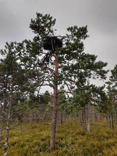 Kerimäen Kuonanluhta, puistoista suota. Kuva: Arto Hyvärinen.