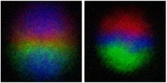 Kuva 2. Kokeellisesti otettu sivuttaiskuva kvanttimonopolista (vas.). Noin 0.2 sekunnin päästä kvanttimonopoli hajoaa Diracin monopoliksi (oik.). Eri värit kuvaavat atomien sisäisten magneettisten vapausasteiden suuntaa ja värin kirkkaus hiukkastiheyttä. Kuva: Tuomas Ollikainen.
