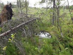 Aivan lähteen lähelle ulottuvat hakkuut ovat tuttu näky Pohjois-Savossa, Rautavaara. Kuva Riikka Juutinen/ELY