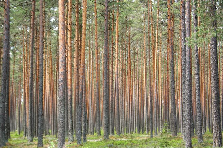 Tutkimuksen perusteella on selvää, että hakkuiden lisääminen vähensi metsien hiilivarastoja verrattuna tilanteeseen, jossa hakkuita ei lisätty. Kuva: Esa Nikunen/SYKE