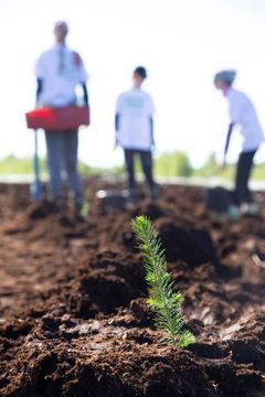 Nordean rahoituksen avulla viisi 4H-yrittäjää työllistyy taimien istuttajaksi Virroilla.