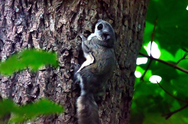 Liito-orava Helsingin Meilahdessa. Kuva: Tuomas Lahti.