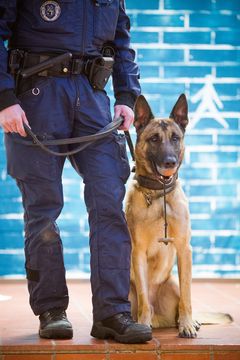 Vuoden Poliisikoira 2016 on belgianpaimenkoira malinois Mecberger Jangsteri ”Börje”. Kennelliitto/Jukka Pätynen.