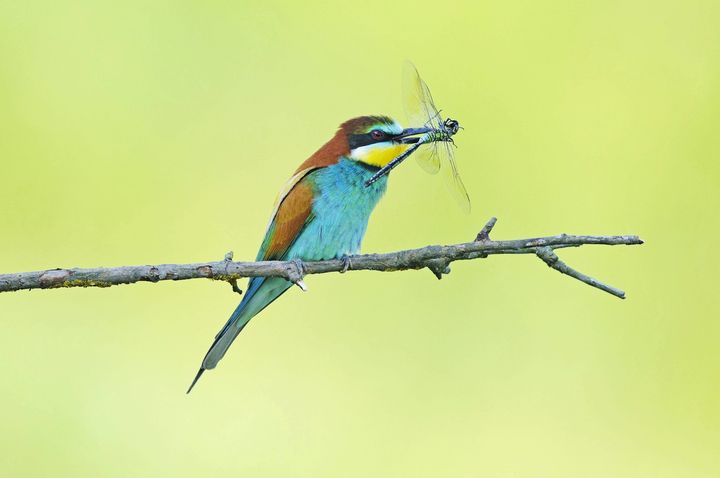 World without Insects, reg. Andreas Ewels. Foto: Andreas Ewels.