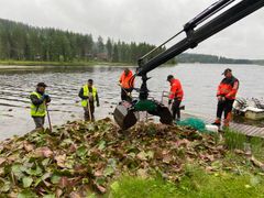 Hyrynsalmella on kunnostettu Syväjärveä niittämällä vesikasvillisuutta. Kuva: Katja Vainionpää, Kainuun ELY-keskus.
