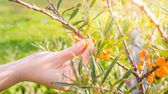 Lähiruokaa Kangasalta, kuva Laura Vanzo