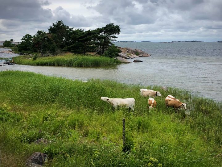 Perinnemaisemaa hoidetaan laidunnuksen avulla Hangon Tulliniemessä. Kuva: Tapio Heikkilä.