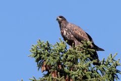Tyrsky-merikotka (Kuva: Jouko Kivelä/WWF)