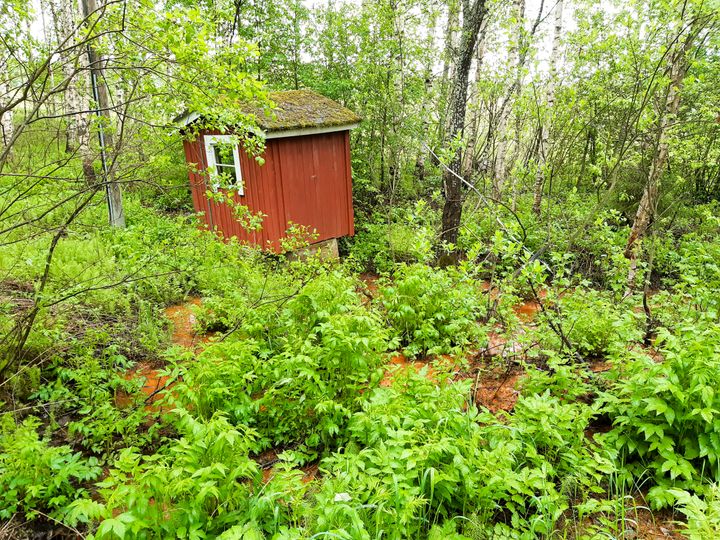 Ruosteinen, voimakkaasti purkautuva lähderinne Maaningalla. Kuva: Riikka Juutinen/ELY