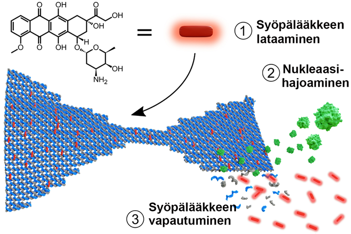 1) Dox-syöpälääkemolekyylit (punainen) ladataan DNA-origamiin (sininen rusetti) interkalaatioksi kutsutun kemiallisen reaktion avulla. 2) Endonukleaasi (vihreä) aiheuttaa DNA-origamin hajoamisen. 3) Kun origami hajoaa lyhyiksi yksijuosteisiksi pätkiksi, lääkettä vapautuu ympäristöön. Kuva: tutkimuksen kirjoittajat