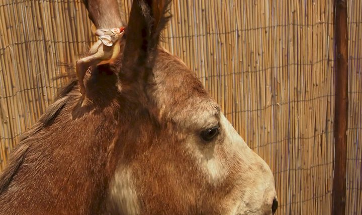 Maailman 1200 lepakkolajista vain kolme imee ravinnokseen verta (kuva: Laura Hiisivuori/Luomus)