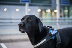 Labrador retriever, bild: Jukka Pätynen/koirakuvat.fi