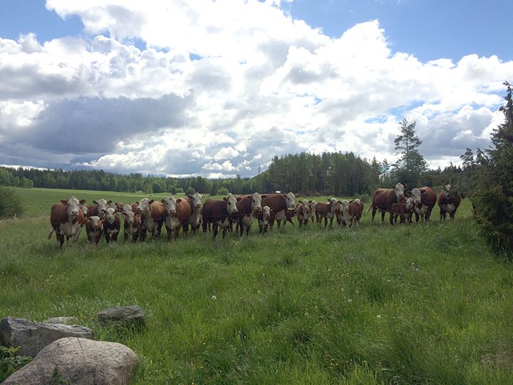 Perinnemaisemat ovat vaarassa kadota Suomesta. Kuvassa on lehmiä haassa Lempäälässä. Kuva: Anni Nousiainen