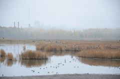 Syyskuussa järjestetään vielä useita retkiä Laajalahden luonnonsuojelualueelle.