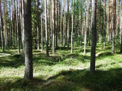 Lihavanlamminsuo. Kuva: Heikki Leppänen. Kuva vapaasti julkaistavissa.