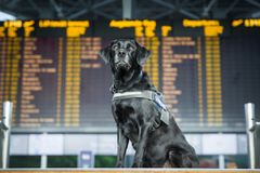 Årets tullhund 2017 är labrador retrievern Urho. Bild: Kennelliitto/Jukka Pätynen