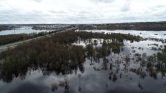 Rovaniemen tulvahuippu on ohitettu. Tulva Koivusaaressa Rovaniemellä 25.5.2021. Kuva: Lapin ELY-keskus.