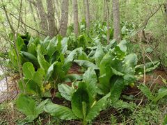 Keltamajavankaali_Lysichiton_Inkoo1_Terhi Ryttari, SYKE