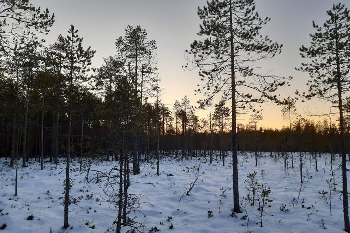 Kohteella on useampia elinympäristötyyppejä, kuvassa suoluontoa. Kuva Suvi Schroderus.