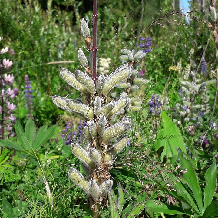 Lupinen sprider sig effektivt med fröna. (Foto: Reima Leinonen)