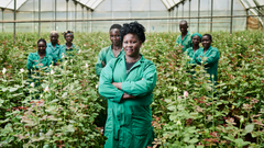 Euroopassa myytävistä ruusuista iso osa kasvatetaan Keniassa. Kukat ovat Kenian toiseksi suurin vientituote ja ala työllistää yli kaksi miljoonaa ihmistä. Reilun kaupan kukkatiloilla on tutkimuksen mukaan paremmat palkat ja työolot. Kuva: Christoph Köstlin / Reilu kauppa ry
