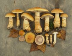 Monivyöseitikki, Cortinarius triumphans, on koivun läheisyydessä viihtyvä, syötävä sieni. Kuva: Kare Liimatainen