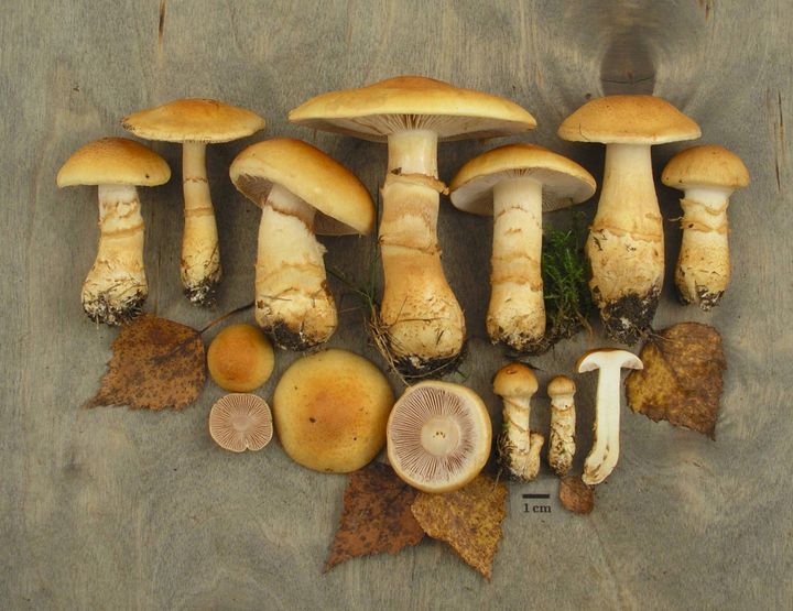 Monivyöseitikki, Cortinarius triumphans, on koivun läheisyydessä viihtyvä, syötävä sieni. Kuva: Kare Liimatainen
