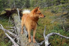Suomenpystykorva. Kuva: Eero Niku-Paavo.