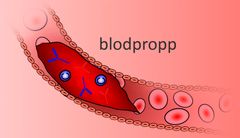 När blodproppar bildas i tarmen förhindras blodcirkulationen. Om det är fråga om en artär följer organskada eller nekros. Om det däremot är fråga om en ven störs blodets oxidation vilket leder till lokal svullnad och vävnadsskada. Bild: Heikki Valkonen