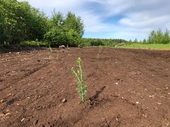 Taimiteko on täysin kotimainen, Suomeen metsiin hiilinielua lisäävä kompensaatiotoimintamalli. Taimiteko-toiminnassa suomalaiset nuoret istuttavat taimia ja saavat työkokemusta.