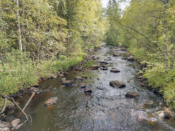 Alkukesän kuva Liminkaojalta, jonka valuma-alueella on toteutettu Liminkajärven virkistyskäyttö- ja lintuvesikunnostus ja Polusjärven kunnostus. Kuva: Jaana Rääpysjärvi.