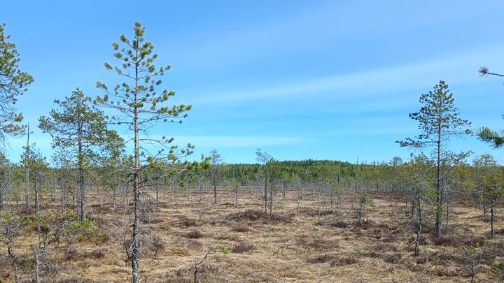 Näkymä Koukosuolta 25.5.2022. Kuva: Santeri Tiainen / Pohjois-Karjalan ELY-keskus.