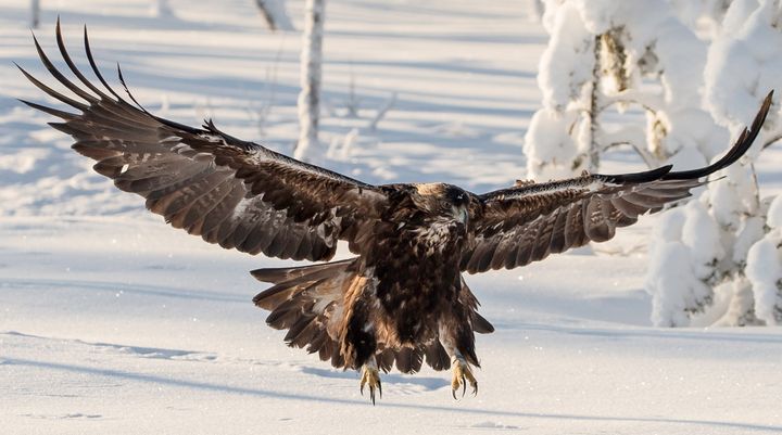 Euroopan vanhin maakotka. Kuva: Ari Komulainen.