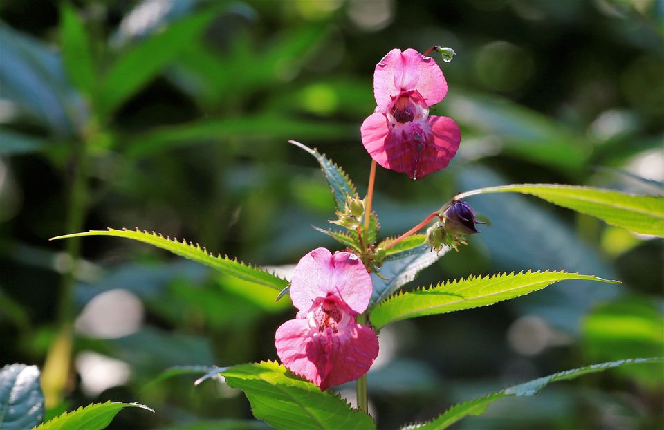 ©-Kari-Schnellmann-WWF1-Himalayan-balsam
