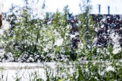 Yhdessä osmankäämin kukinnossa on jopa 100 000 kevyeen höytyvään kiinnittynyttä siementä.  Kuva: Aalto-yliopisto / Mikko Raskinen