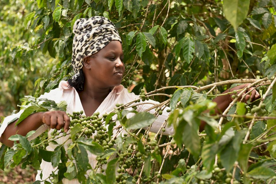 Kenialainen kahviviljelijä