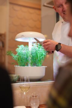 Oran ravintoloitsija ja keittiömestari Sasu Laukkonen listasi toivomansa tillin ominaisuudet ja Plantuin tiimi ryhtyi hakemaan niihin ratkaisuja erilaisia valoyhdistelmiä käyttäen. Lopputuloksena syntyi tilli, jonka maku, rakenne ja väri ovat täydelliset.