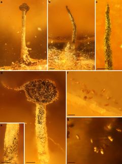 20–40 miljoonaa vuotta vanhoista meripihkapaloista löydetyt sienifossiilit muistuttavat tänäkin päivänä eläviä sukulaisiaan. Kuva: Hanna Tuovila.